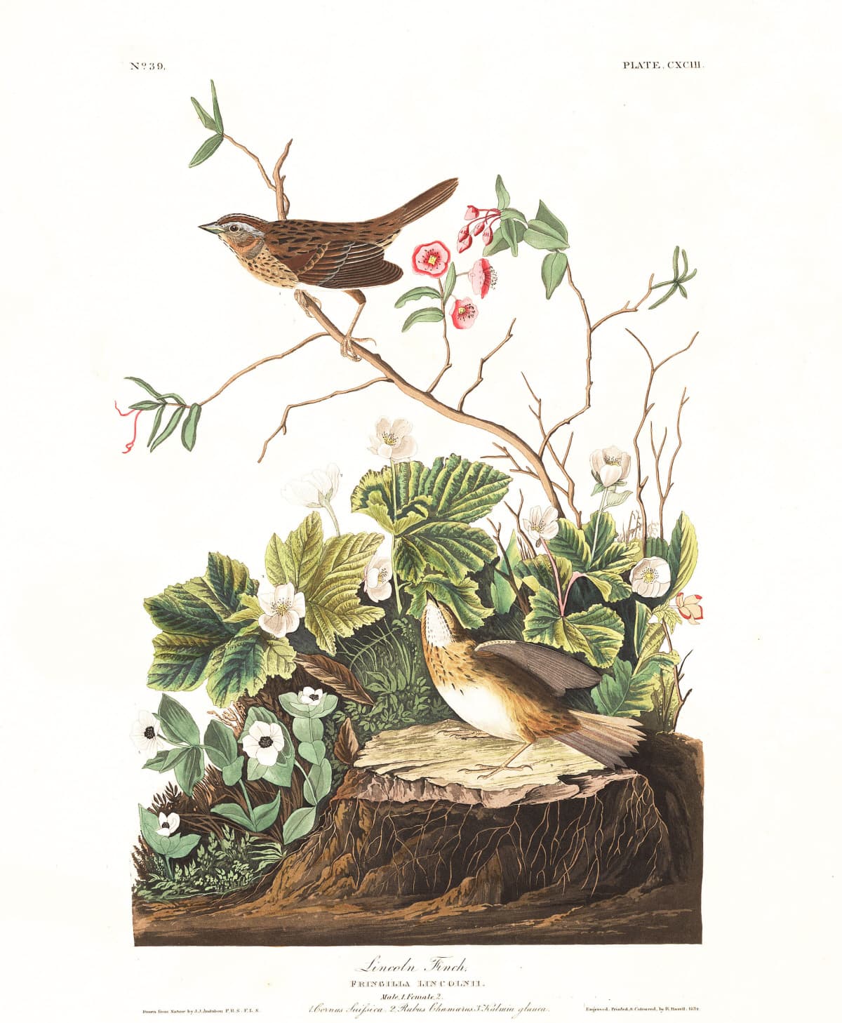 과학과 예술이 만난 오듀본의 새 세계, 진실과 허구 사이